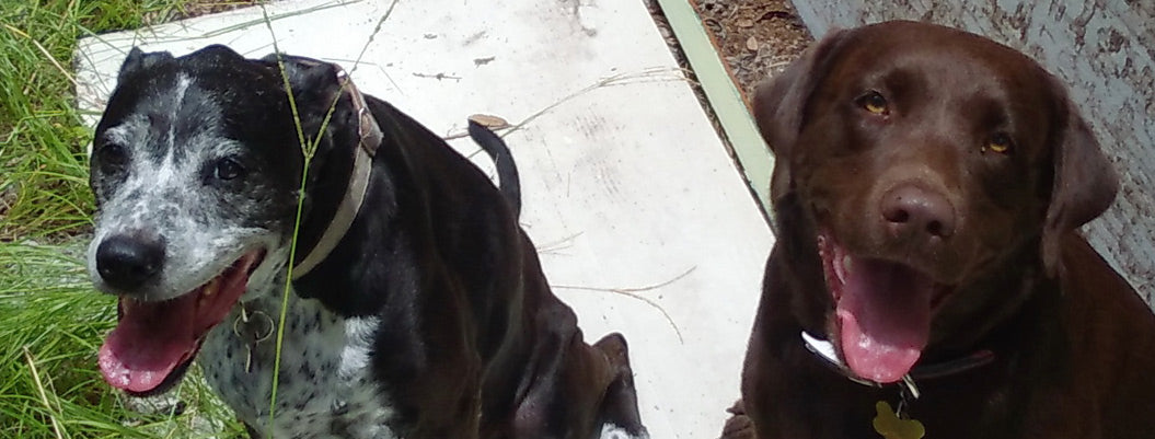 Spa Diggity Dog