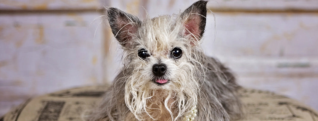 Spa Diggity Dog