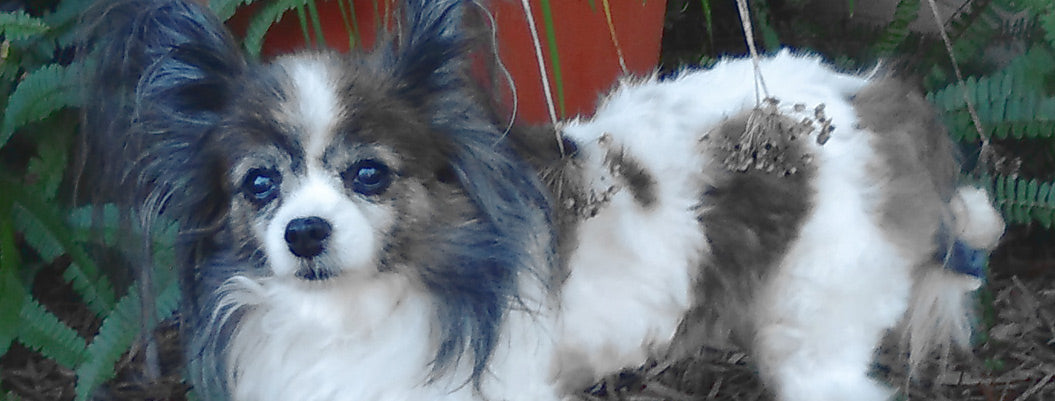 Spa Diggity Dog